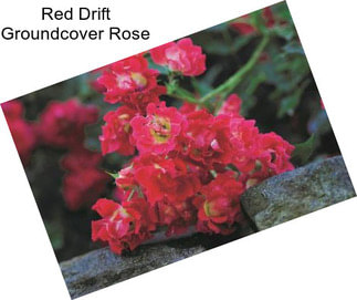 Red Drift Groundcover Rose