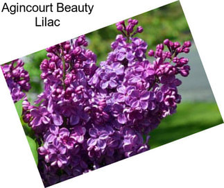 Agincourt Beauty Lilac