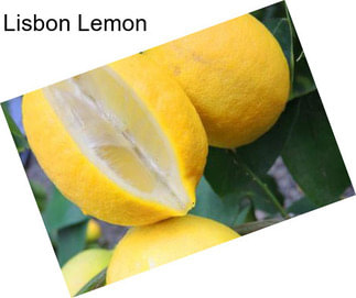 Lisbon Lemon