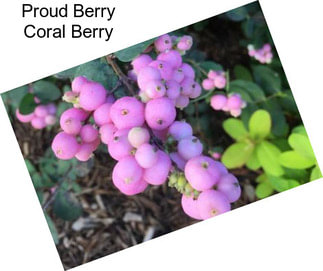 Proud Berry Coral Berry