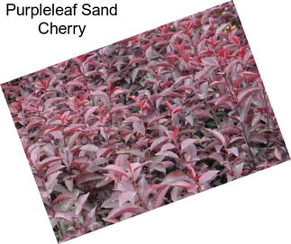 Purpleleaf Sand Cherry