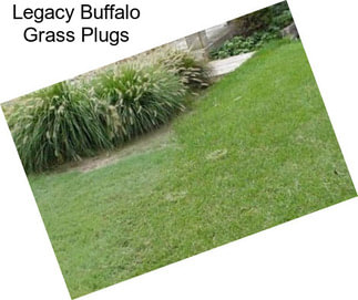 Legacy Buffalo Grass Plugs