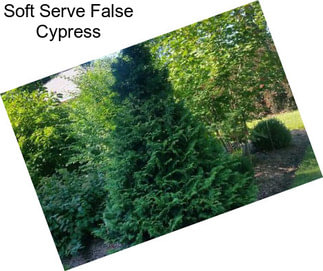 Soft Serve False Cypress