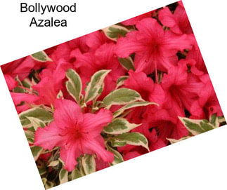 Bollywood Azalea