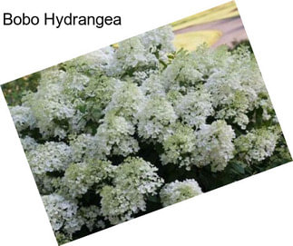 Bobo Hydrangea