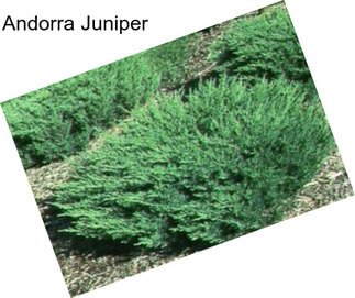 Andorra Juniper