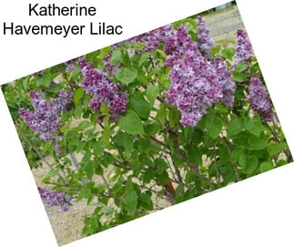 Katherine Havemeyer Lilac