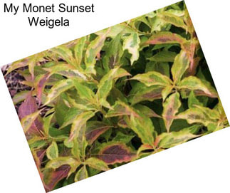 My Monet Sunset Weigela