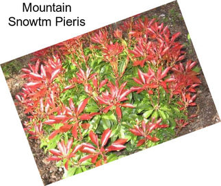 Mountain Snowtm Pieris