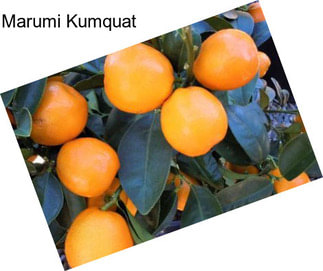 Marumi Kumquat