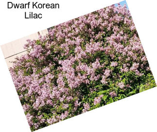 Dwarf Korean Lilac