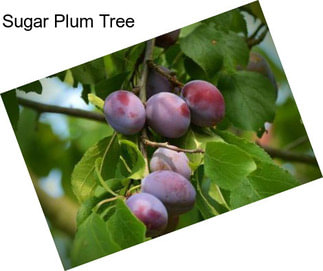 Sugar Plum Tree