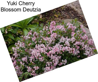 Yuki Cherry Blossom Deutzia