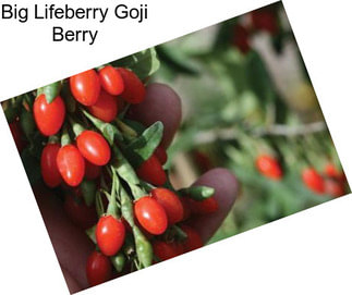 Big Lifeberry Goji Berry