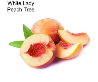White Lady Peach Tree