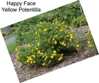 Happy Face Yellow Potentilla