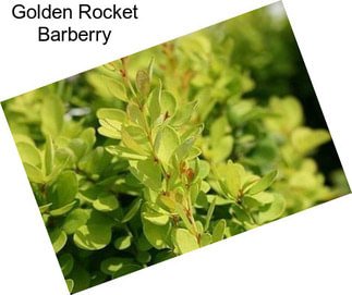 Golden Rocket Barberry