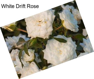 White Drift Rose