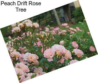 Peach Drift Rose Tree