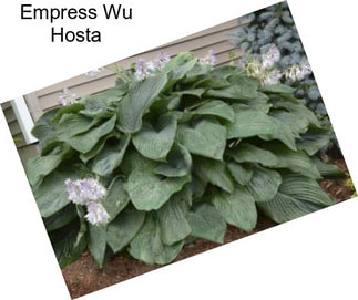 Empress Wu Hosta