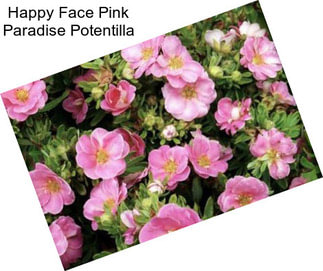 Happy Face Pink Paradise Potentilla