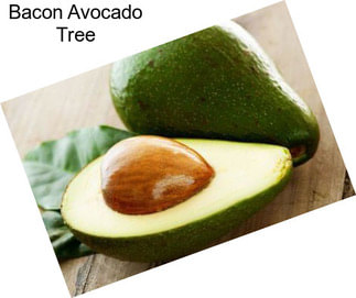 Bacon Avocado Tree