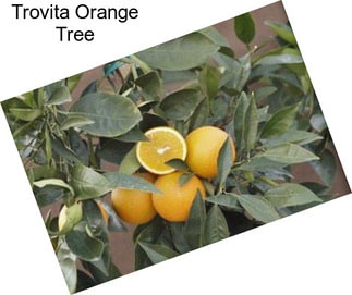 Trovita Orange Tree