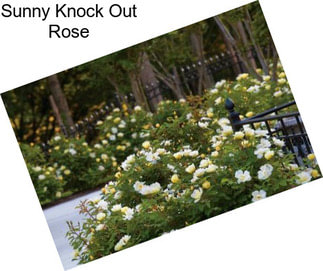 Sunny Knock Out Rose