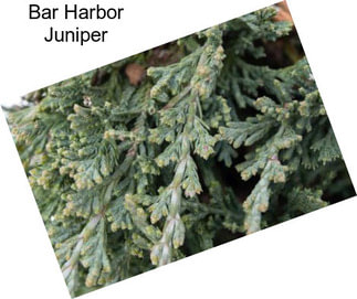 Bar Harbor Juniper