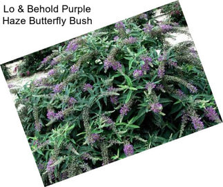 Lo & Behold Purple Haze Butterfly Bush