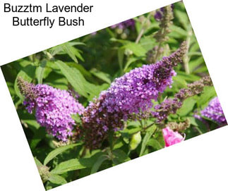 Buzztm Lavender Butterfly Bush