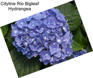 Cityline Rio Bigleaf Hydrangea