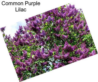 Common Purple Lilac