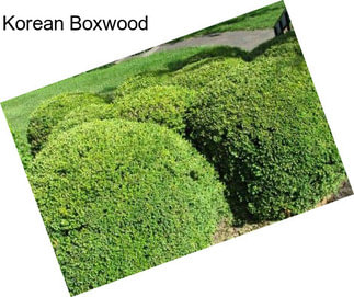 Korean Boxwood