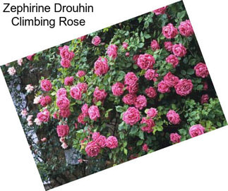 Zephirine Drouhin Climbing Rose