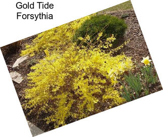 Gold Tide Forsythia