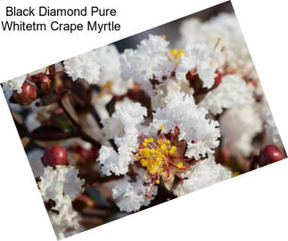 Black Diamond Pure Whitetm Crape Myrtle