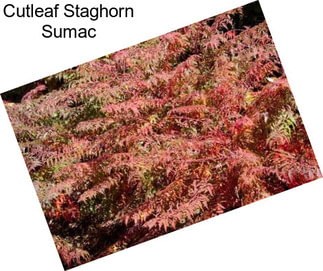 Cutleaf Staghorn Sumac