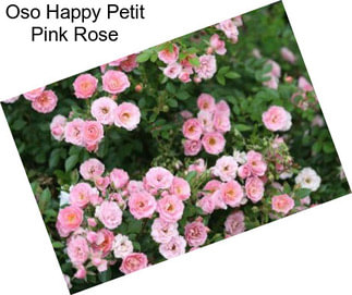 Oso Happy Petit Pink Rose