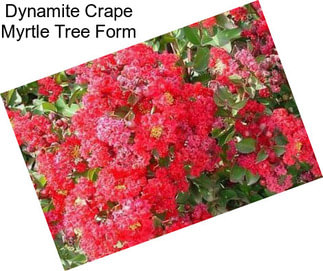 Dynamite Crape Myrtle Tree Form