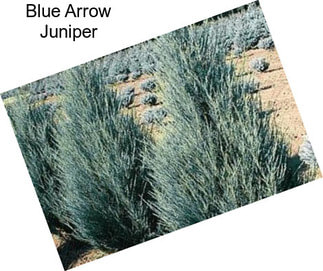 Blue Arrow Juniper