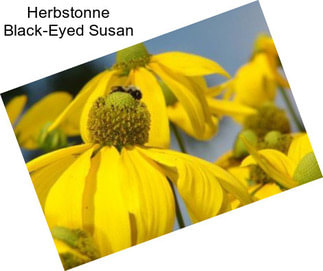 Herbstonne Black-Eyed Susan