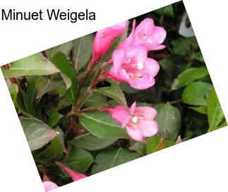 Minuet Weigela