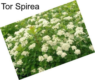 Tor Spirea