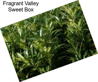 Fragrant Valley Sweet Box