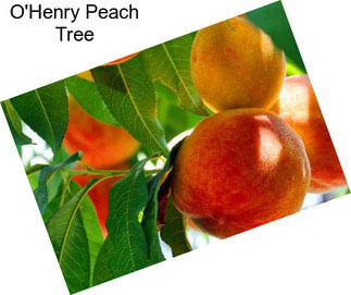 O\'Henry Peach Tree