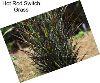 Hot Rod Switch Grass