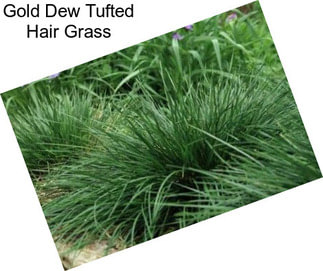 Gold Dew Tufted Hair Grass