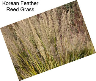 Korean Feather Reed Grass