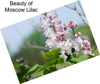 Beauty of Moscow Lilac